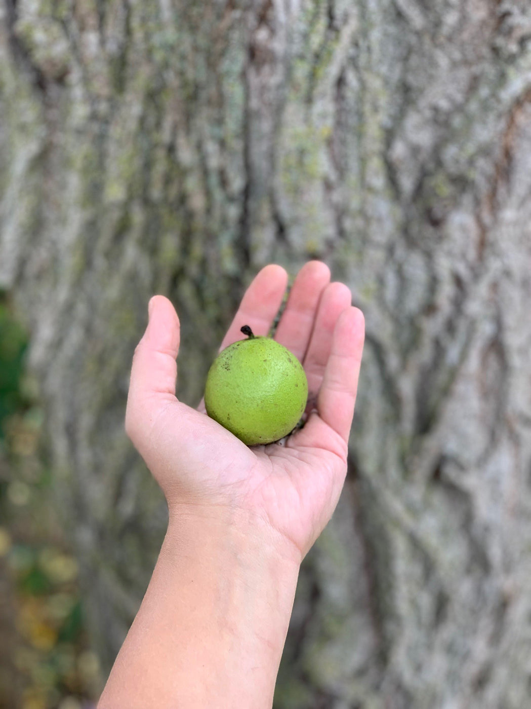 BLACK WALNUT TINCTURE