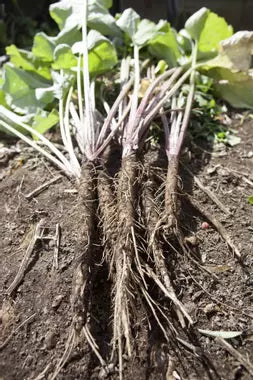 BURDOCK ROOT TINCTURE