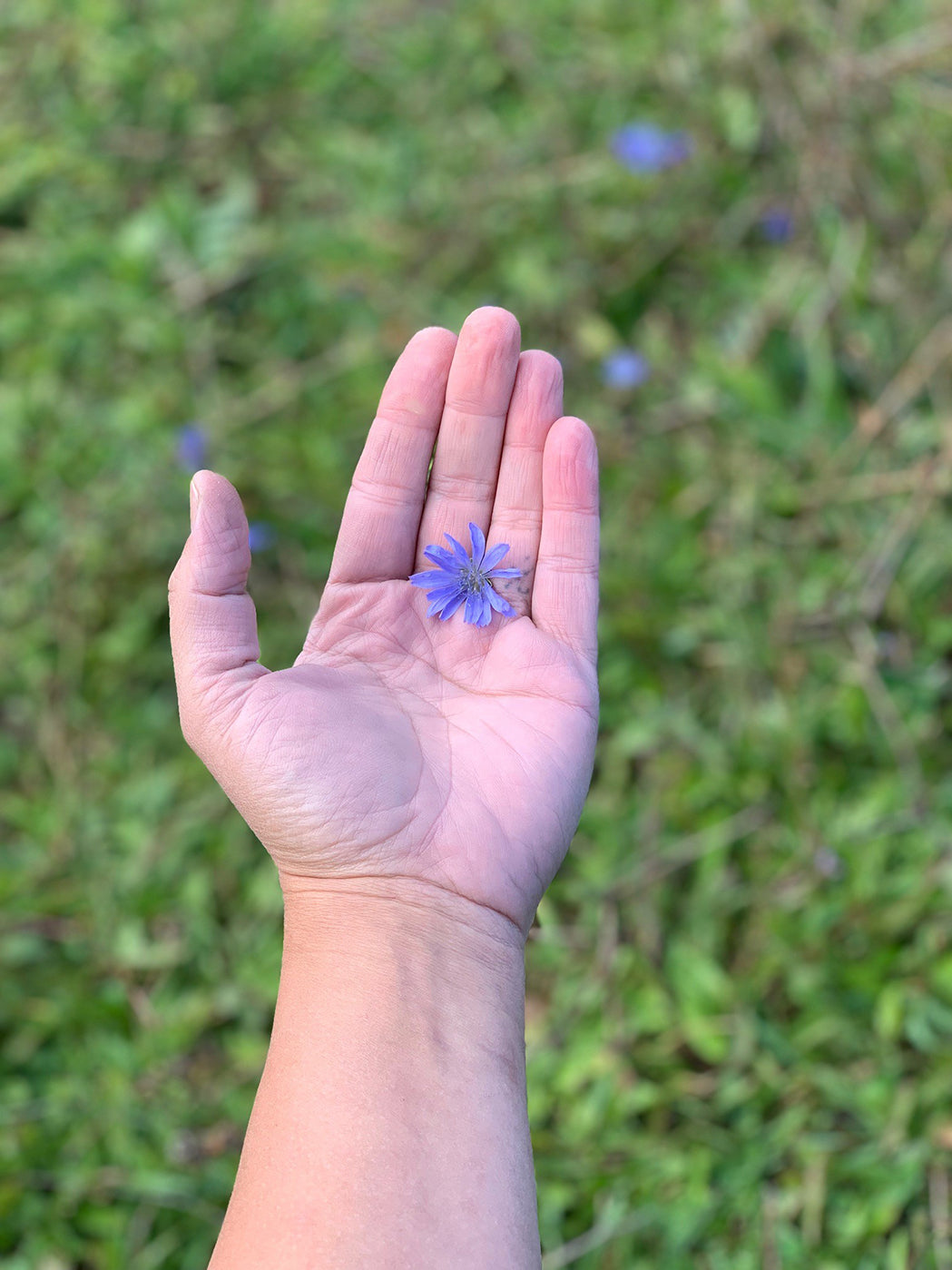 CHICORY ROOT TINCTURE