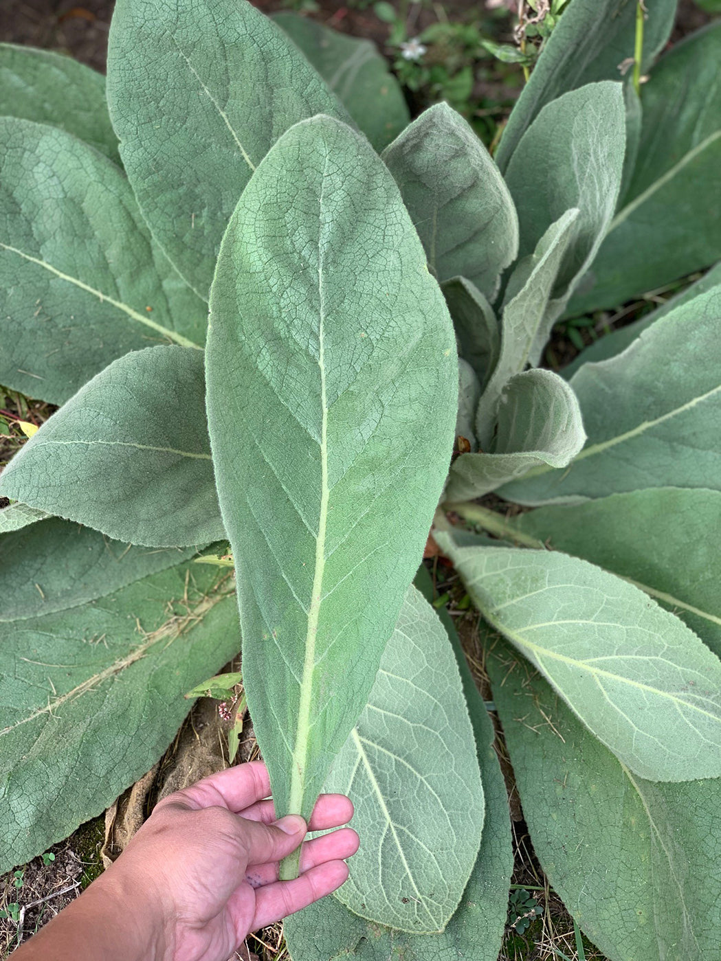 MULLEIN TINCTURE