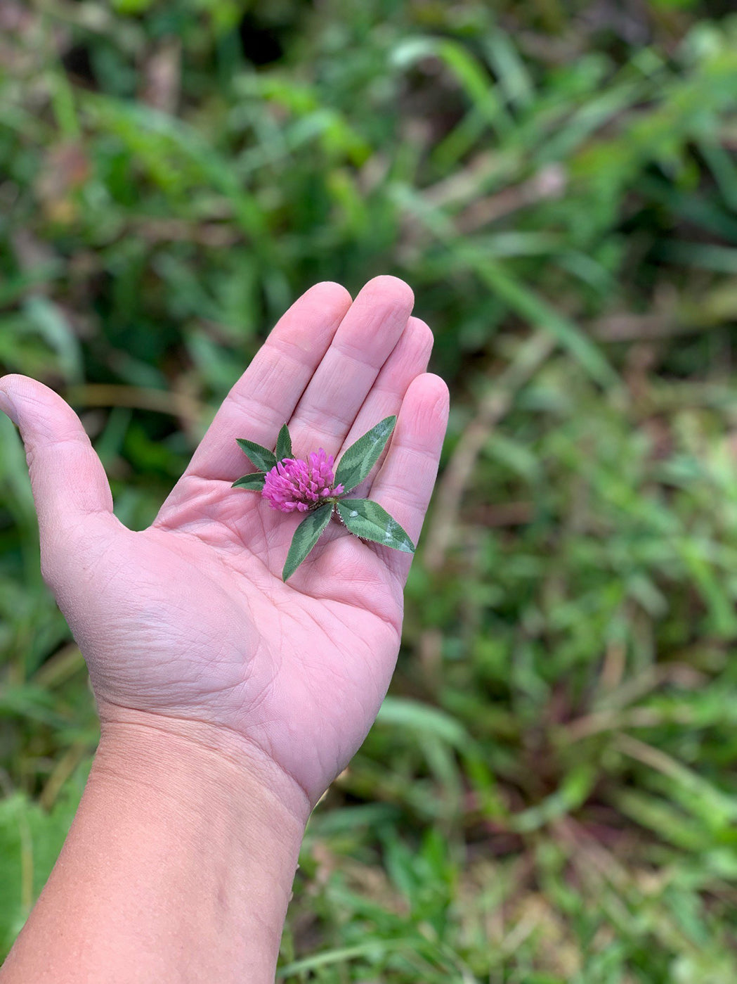 RED CLOVER TINCTURE