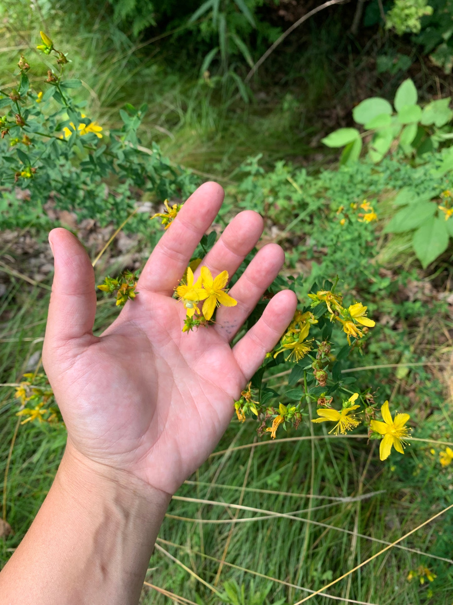 ST. JOHN’S WORT TINCTURE