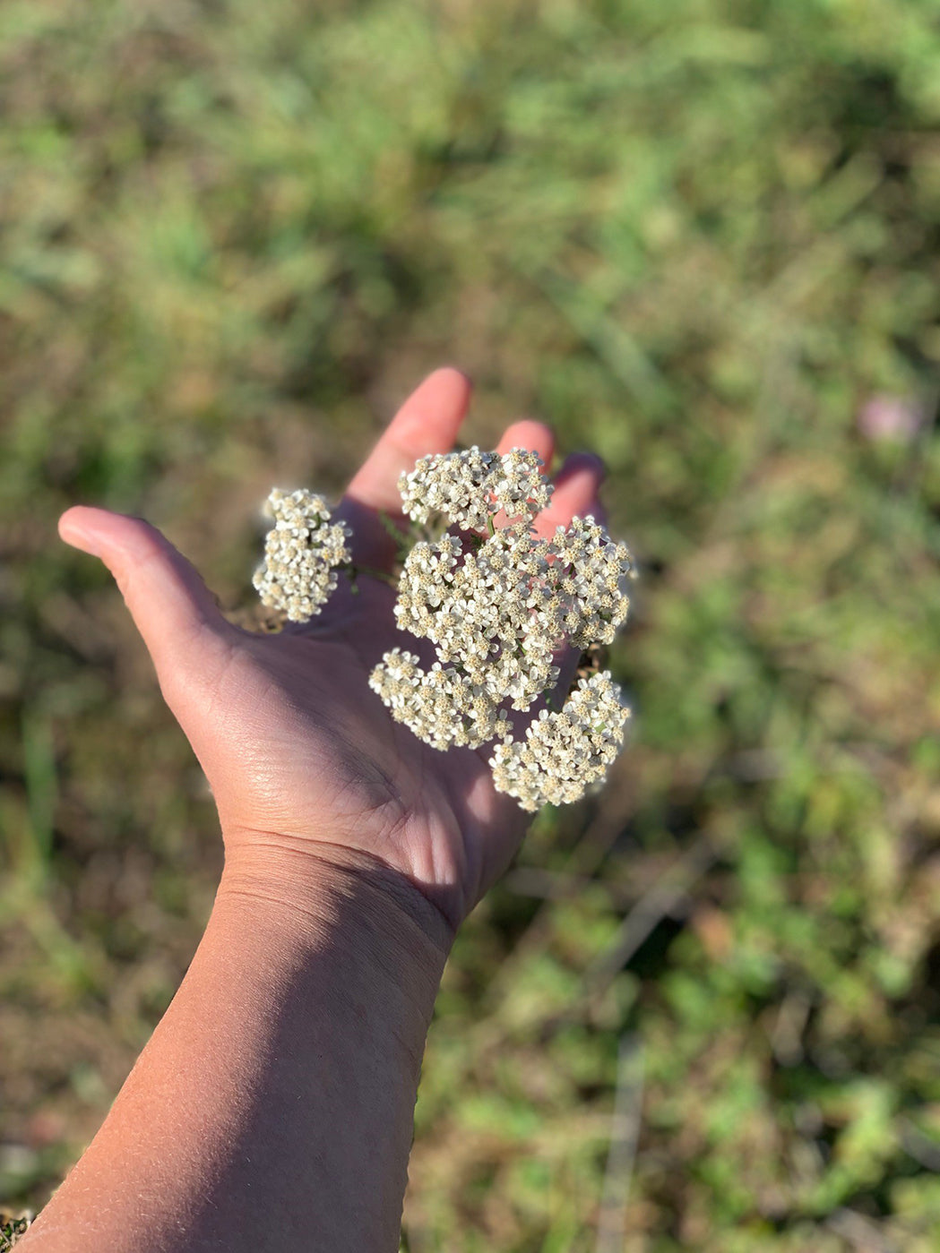 YARROW TINCTURE